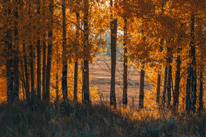 Fall Foliage Photography: Why It Works on a Wall Year-Round