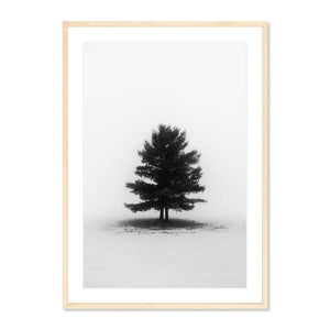 Foggy Morning, Addison