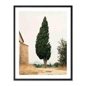 Cypress, Provence