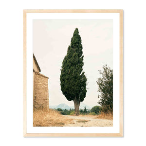 Cypress, Provence