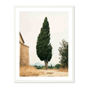 Cypress, Provence