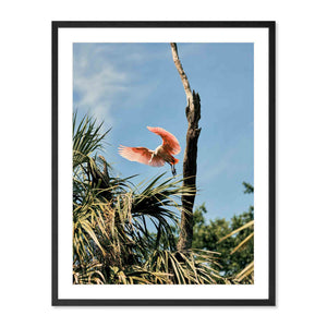 Roseate Spoonbill, St. Augustine