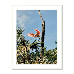 Roseate Spoonbill, St. Augustine