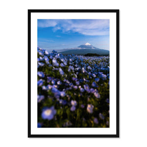 Fuji, Late Spring