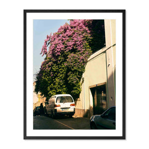 Flowering Wall, Lisbon