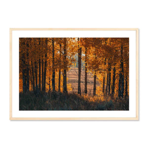 Framed photograph of a forest with autumn foliage on a white background