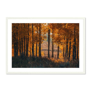 Framed photograph of a forest with autumn foliage on a white background