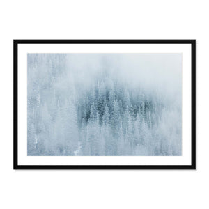 Duffey Lake Forest