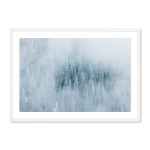 Duffey Lake Forest
