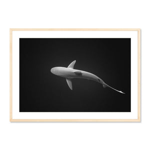Galapagos Shark I