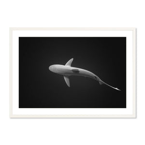 Galapagos Shark I