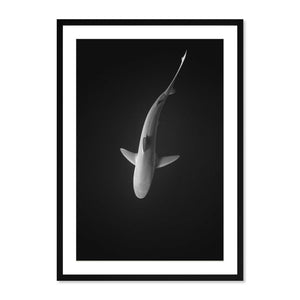 Galapagos Shark II