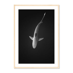 Galapagos Shark II