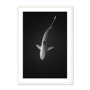 Galapagos Shark II