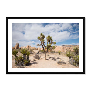 Joshua Tree No. 1