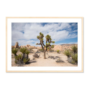 Joshua Tree No. 1
