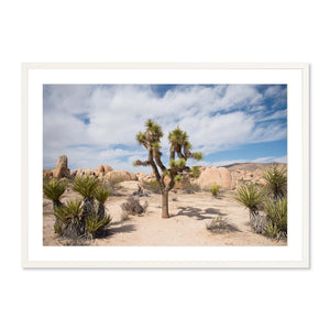 Joshua Tree No. 1