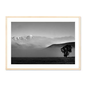Lone Cottonwood