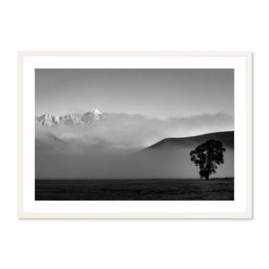 Lone Cottonwood