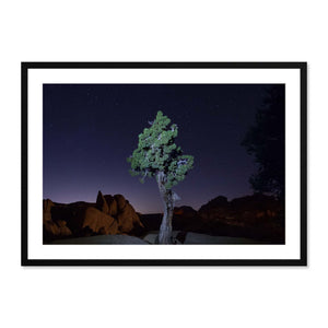 Lone Juniper