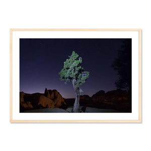 Lone Juniper