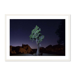 Lone Juniper