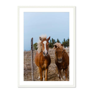 Madonie Horses, Sicily