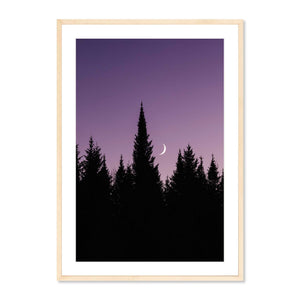 Moon over the Pines #1