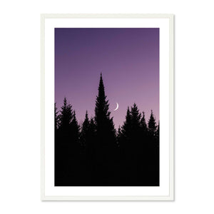 Moon over the Pines #1
