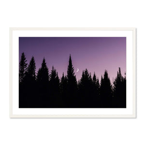 Moon over the Pines #2