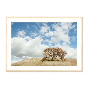 Solitary Oak framed photography print of a lone oak tree on a grassy hill under a bright blue sky with scattered clouds, perfect for elegant wall art display.