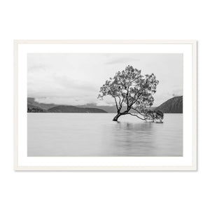 Wanaka Tree